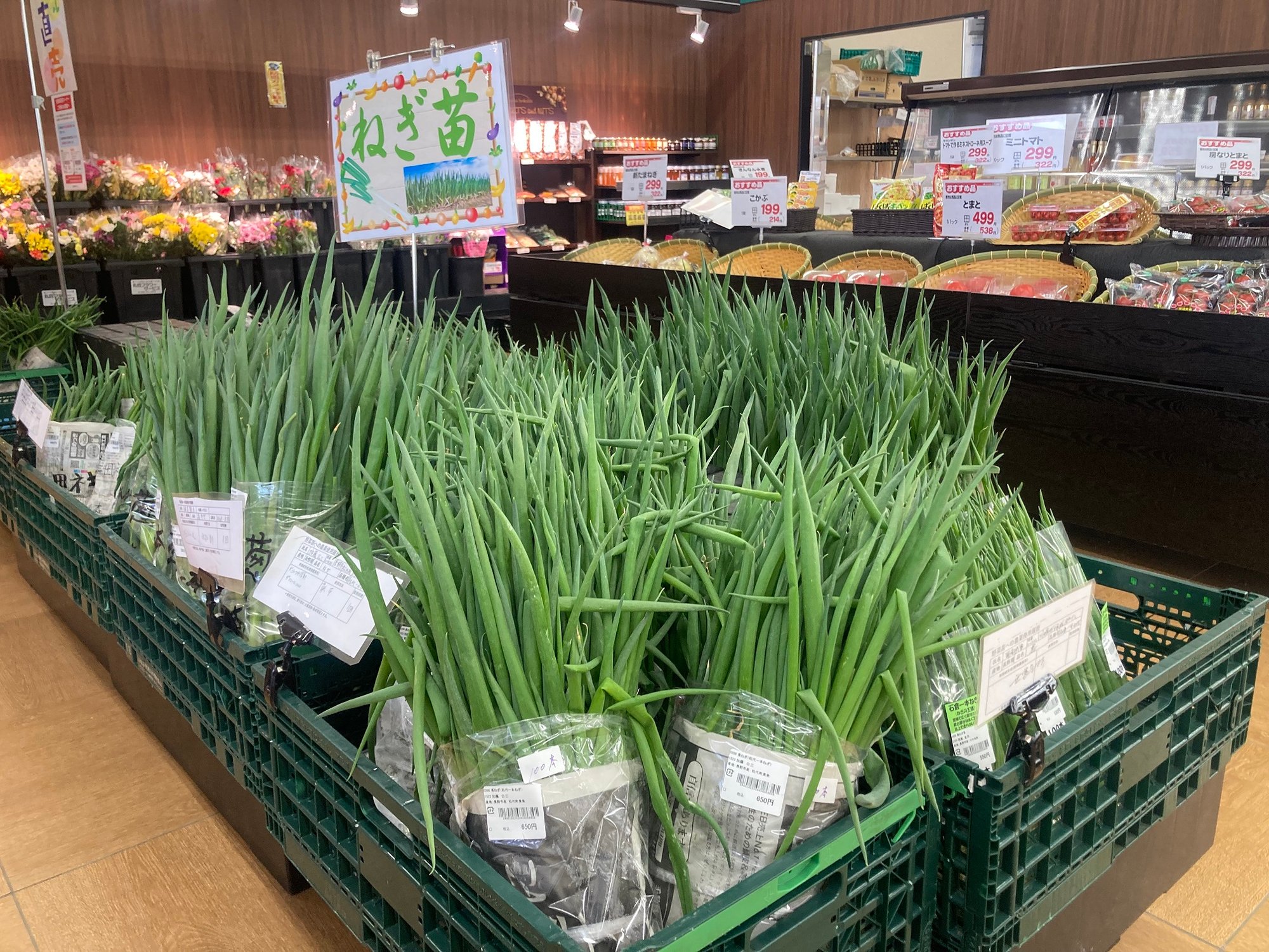 ねぎ苗_matusiro