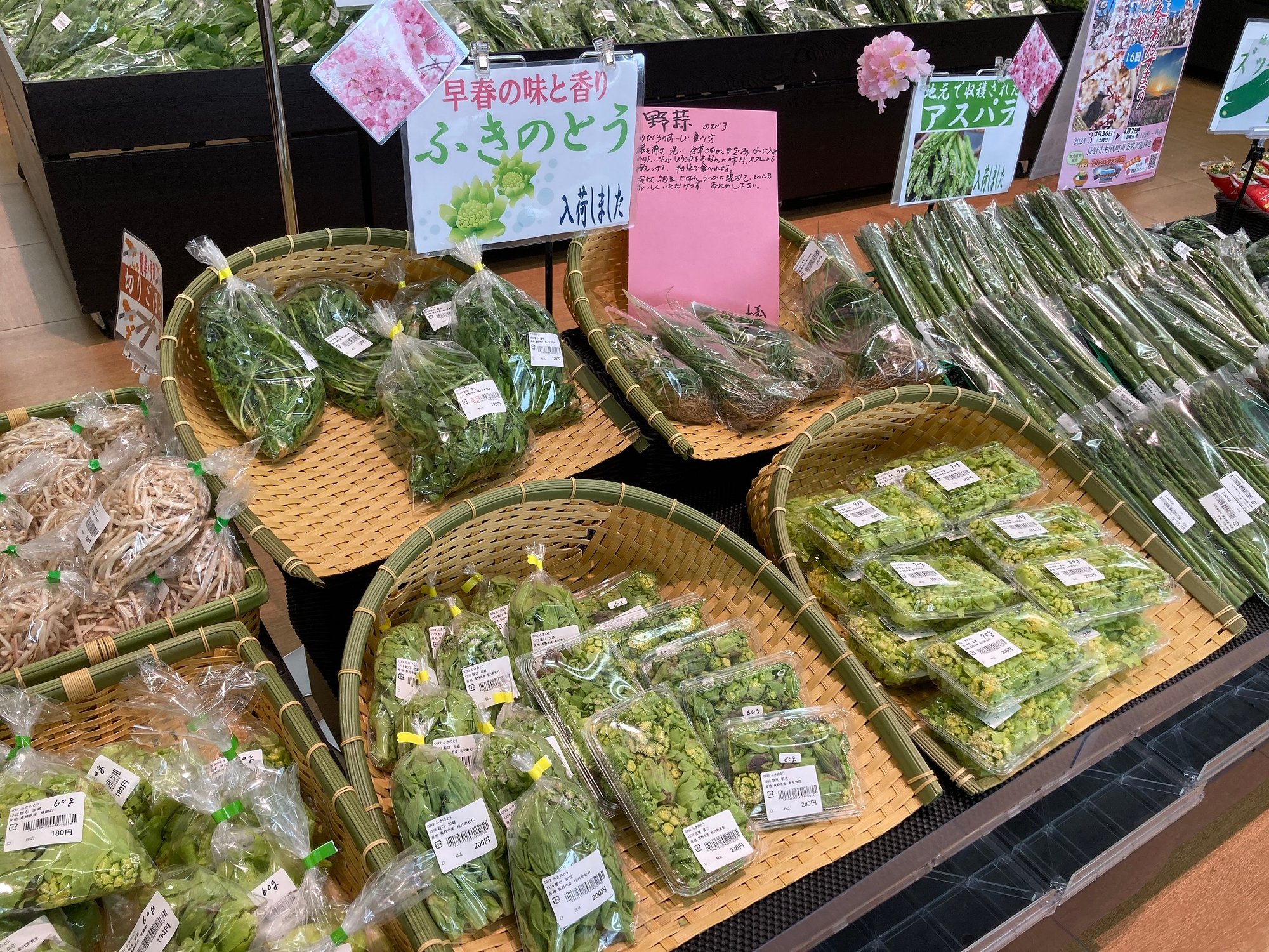 ふきのとう_matusiro